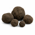 Ganze frische schwarze Sommertrüffel – Tuber aestivum Qualitätsklasse EXTRA