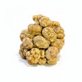 Frische weiße Trüffel tuber magnatum mit erdiger Textur und natürlicher Form, mittlere Größe