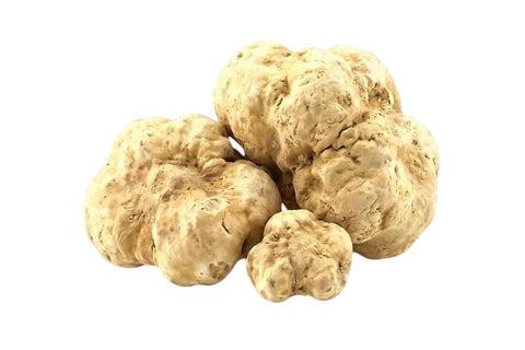 Ganze Tuber magnatum weiße Trüffel, die natürliche Variationen in Größe, Form und blass ockerfarbener Farbe zeigen.