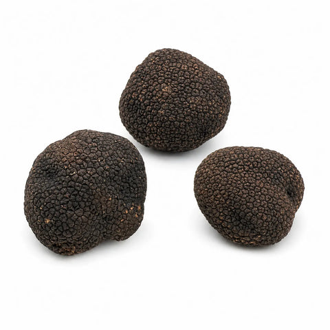 Frische Burgundertrüffel – Tuber uncinatum A Grade