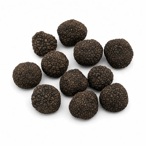 Frische Burgundertrüffel – Tuber uncinatum B-Qualität