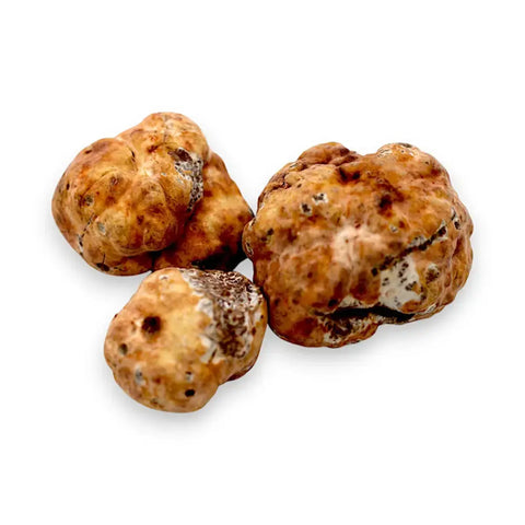 Fresh spring truffle Tuber Borchii with three white truffles for gourmet culinary use