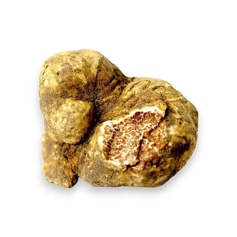 Große frische Tuber magnatum weiße Trüffel mit natürlicher Außenfarbe und originaler innerer Marmorierung