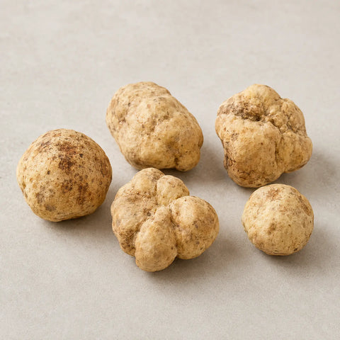 Mittelgroße frische Tuber magnatum weiße Trüffel mit natürlicher blass ockerfarbener Farbe und äußerer Variation