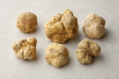 Ganze frische Tuber magnatum weiße Trüffel, die natürliche Variationen in Größe, Form und Außenfarbe zeigen