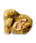 Rough earthy white truffle with marbled interior, fresh Tuber Magnatum for gourmet dishes