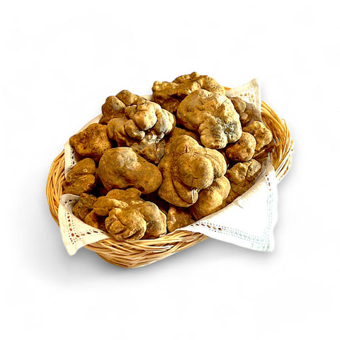small size of fresh white truffle tuber magantum