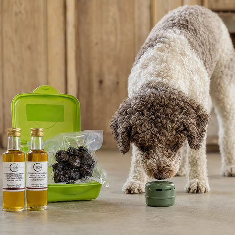 Trüffelhund untersucht einen geschlossenen Duftbehälter neben frischem schwarzem Trüffelmaterial und zwei Olivenölen mit Trüffelaroma