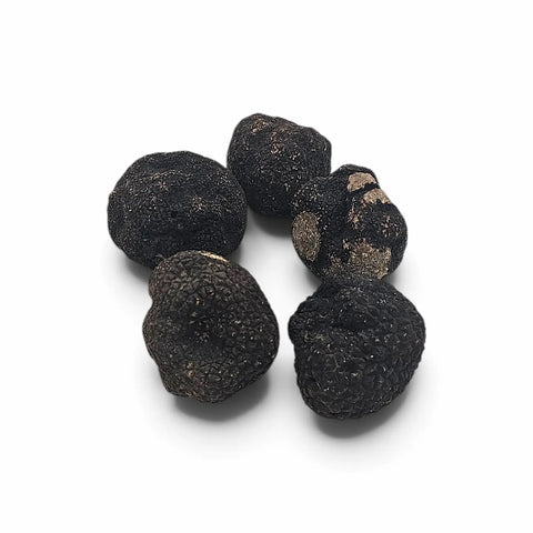 Ganze und geschnittene Tuber brumale, schwarze Wintertrüffeln, mit natürlich rauen dunklen Oberflächen und marmorierten Innenbereichen