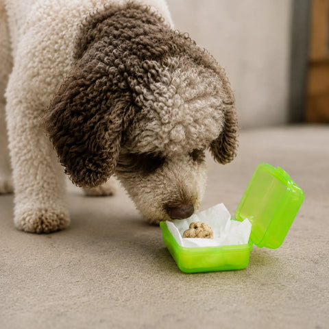 Trüffelhund untersucht einen geschlossenen belüfteten Behälter mit Tuber-magnatum-Material für das Geruchstraining